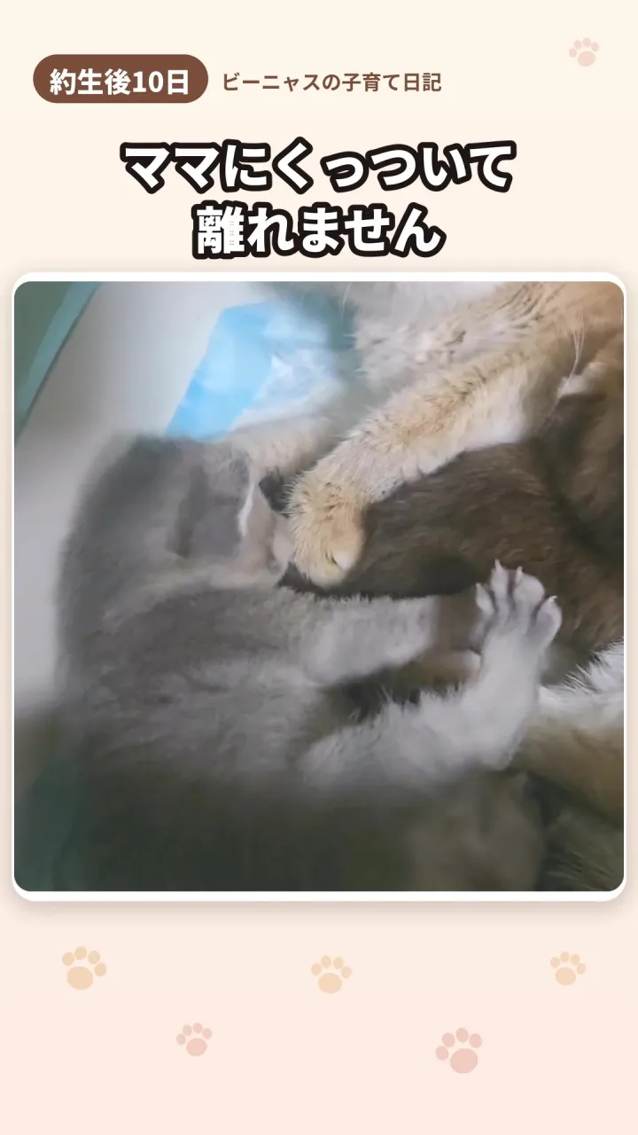 ビーニャスの子育て日記まとめ(生後10〜12日)🐾