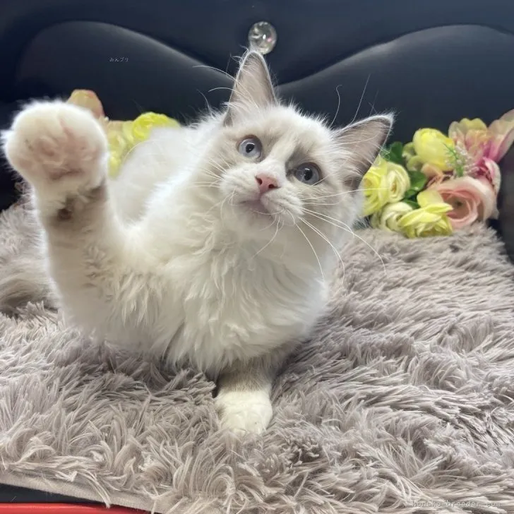 ラグドール 女の子