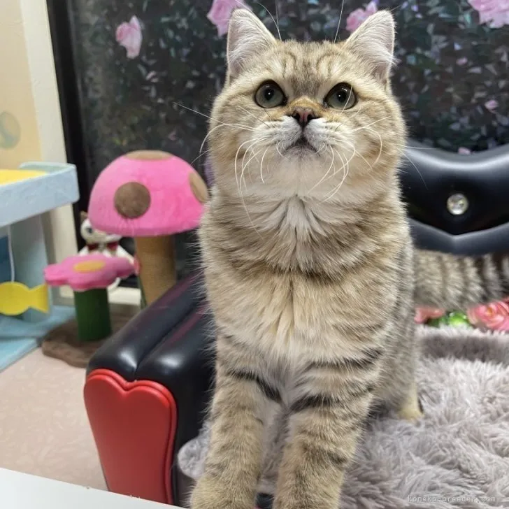 ブリティッシュショートヘア 男の子