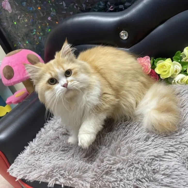 ミヌエット 男の子